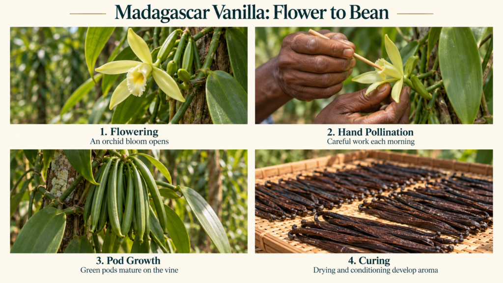 Four stages of Madagascar vanilla production: flowering, hand pollination, green pod growth and curing.